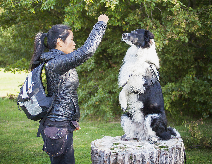 Nu startar hundcoachningen