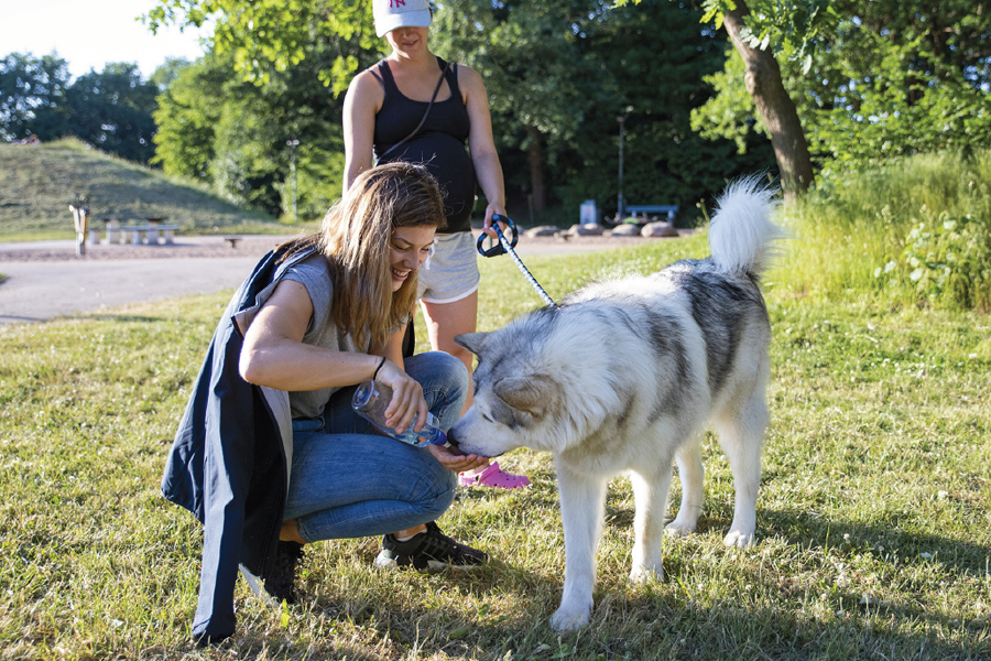 Hej hundägare på Drottninghög, Dalhem och Fredriksdal!